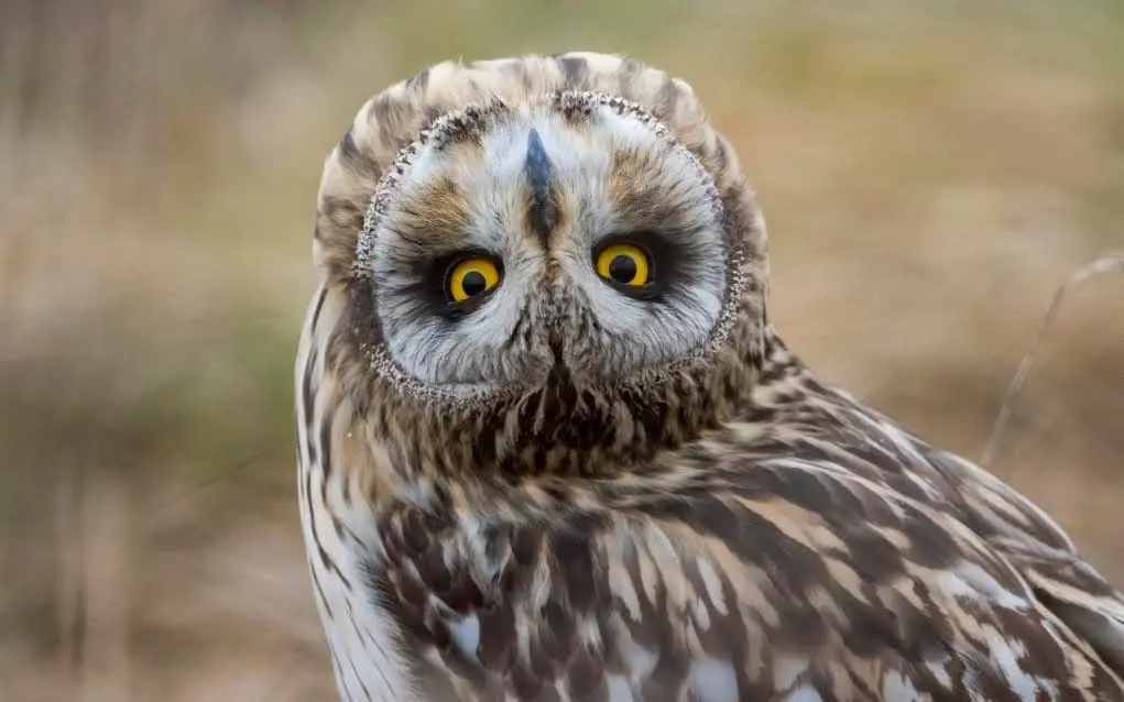 owl-head